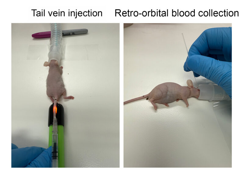 tailveininjectionbloodcollection