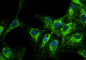 human-rpe1-cells-labeled-with-vamp1-antibody-4096x2304
