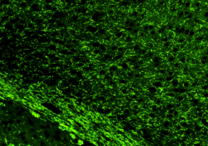 mouse-brain-section-labeled-with-caspr1-antibody-5120x2880
