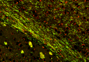 mouse-brain-section-labeled-with-chrna1-and-caspr1-antibody-4096x2304