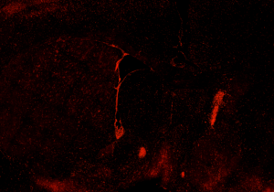 mouse-brain-section-labeled-with-chrna2-antibody-4096x2304