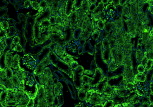 mouse-kidney-ffpe-section-labeled-with-ndcbe-antibody-4096x2304