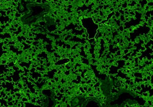 mouse-lung-labeled-with-aqp1-antibody-5120x2880-2