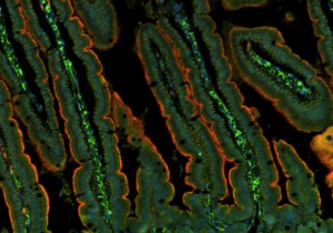 mouse-small-intestine-section-labeled-with-claudin-10-and-mlck-antibody-5120x2880