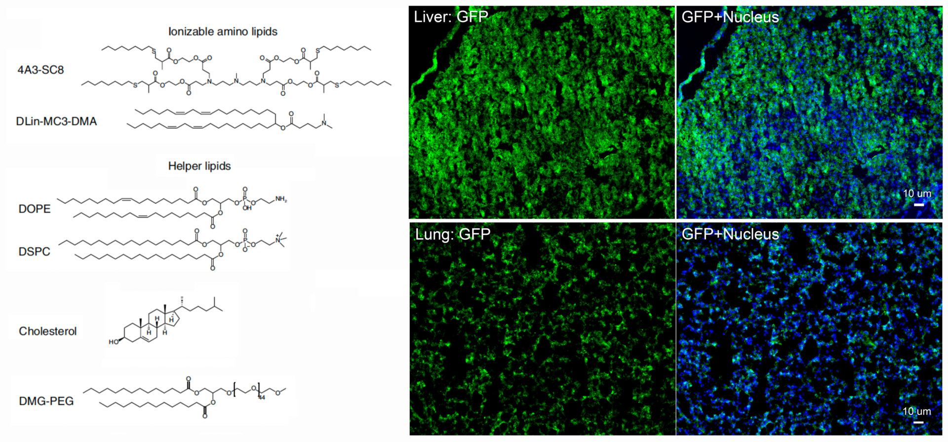 invivtransfection